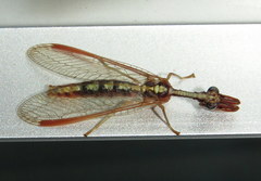 Asperala erythraea
