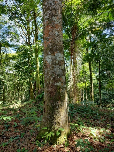 Calophyllum brasiliense - Leaves