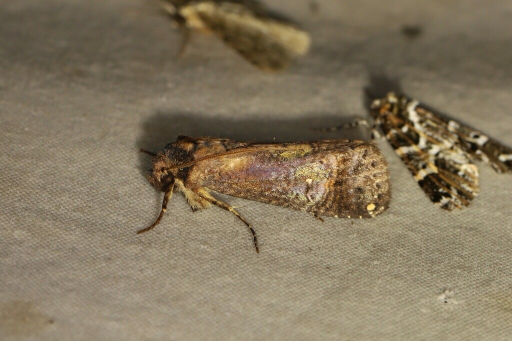 Tachuda discreta