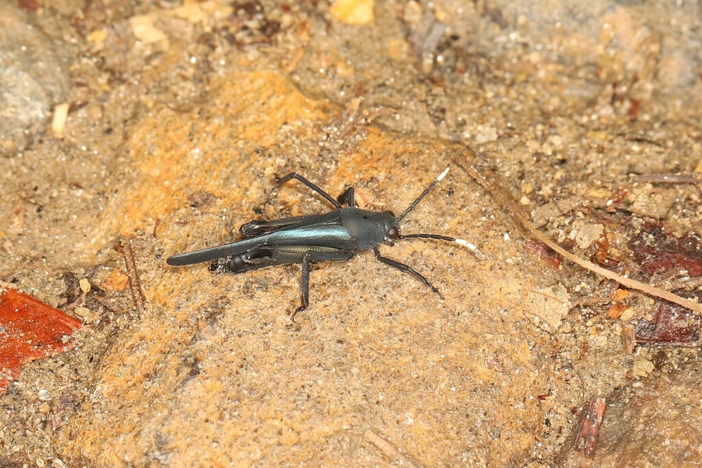 Ripipteryx carbonaria
