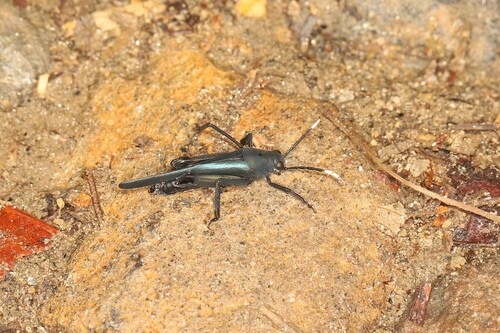 Ripipteryx carbonaria
