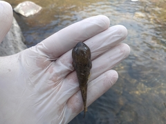 Mountain Clingfish photo 2