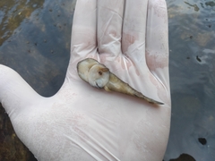 Mountain Clingfish photo 4