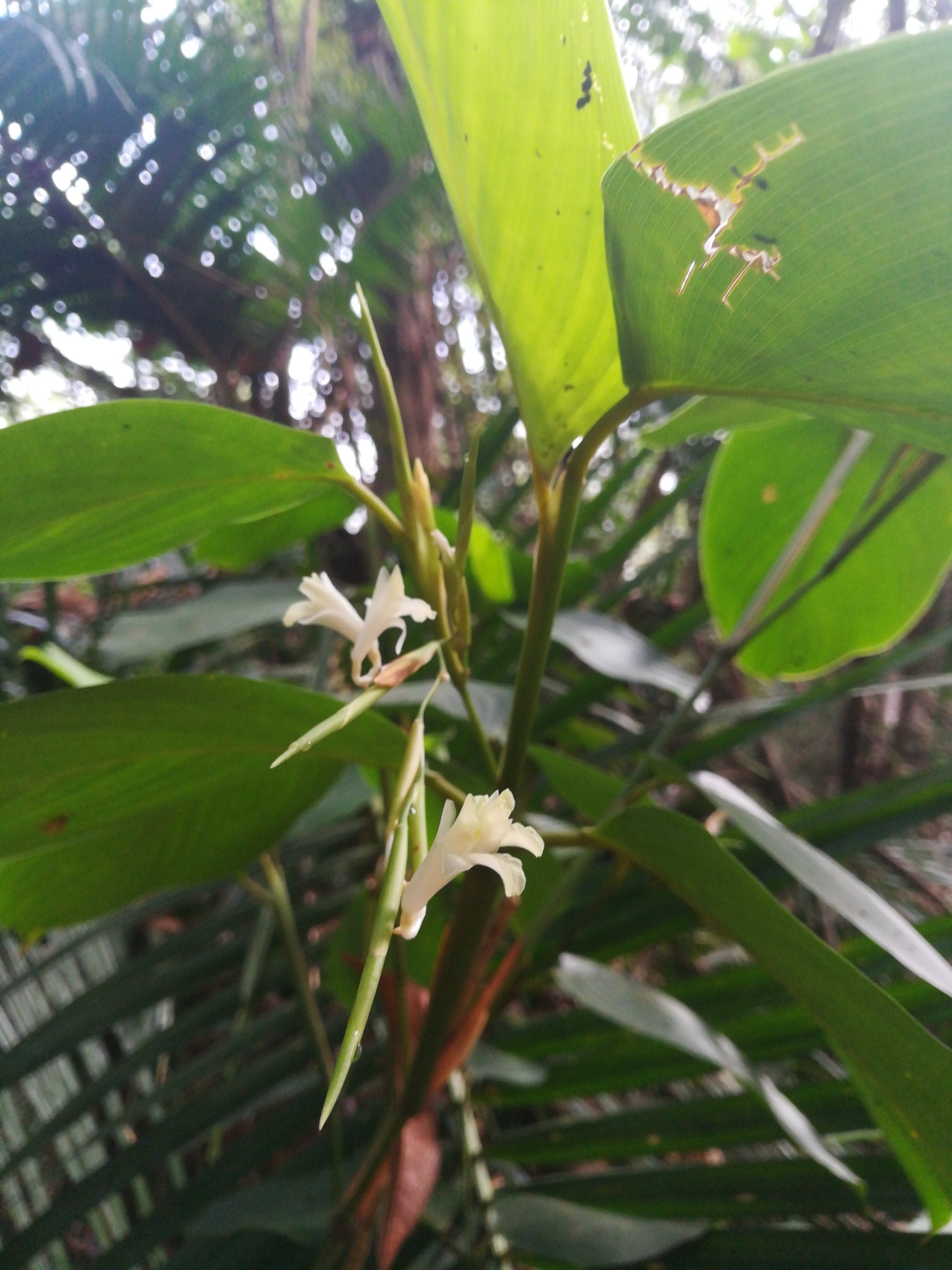 Corymborkis veratrifolia (Corymborkis veratrifolia)