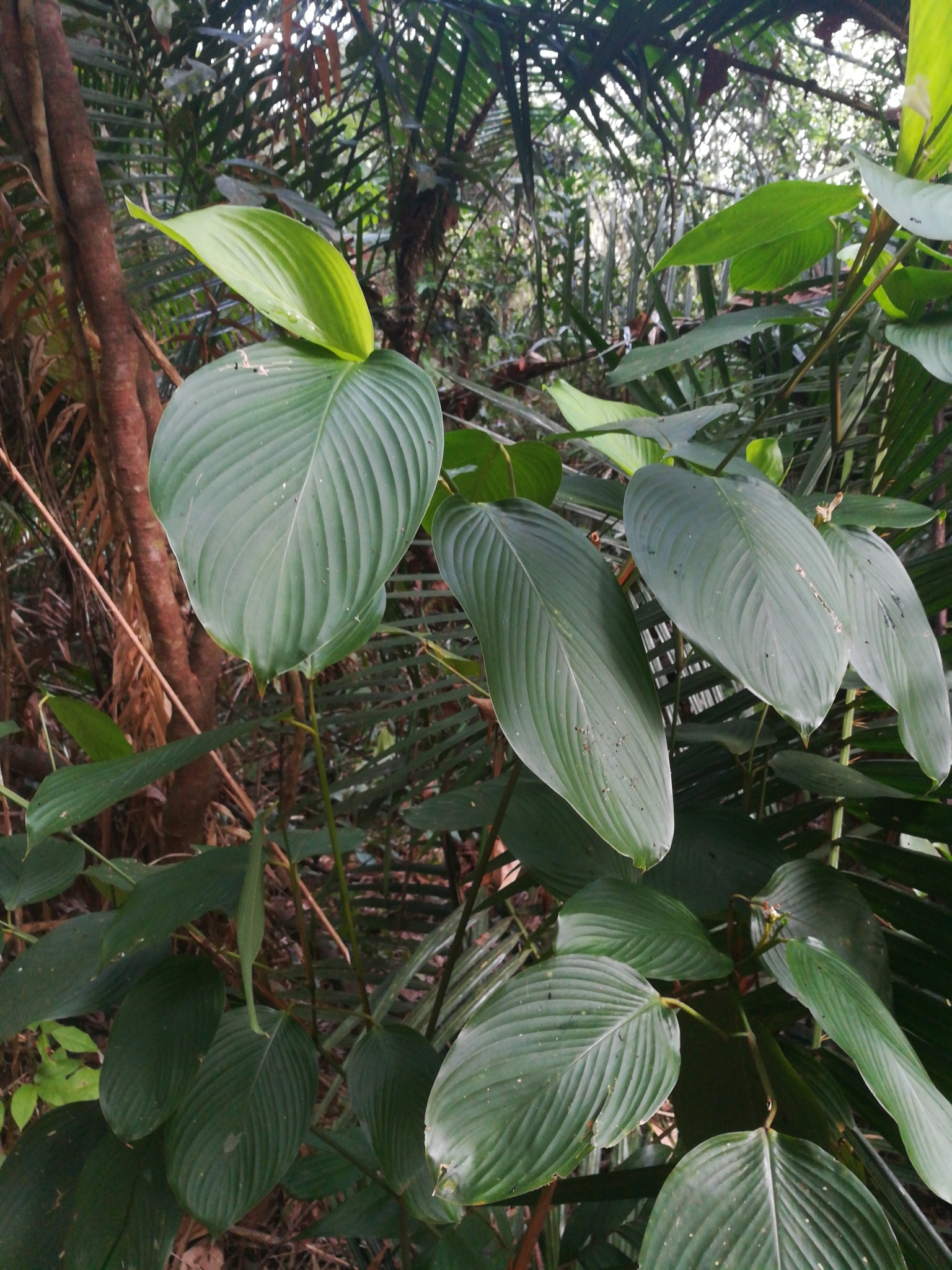 Corymborkis veratrifolia — ảnh 2
