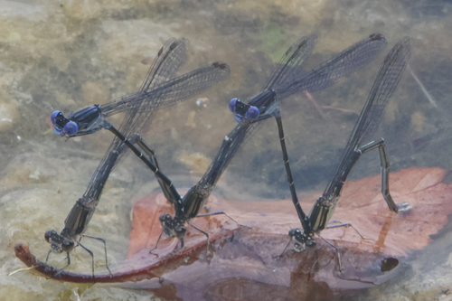 Dusky Dancer photographed in Indiana