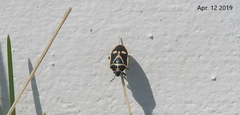 Eurydema gebleri