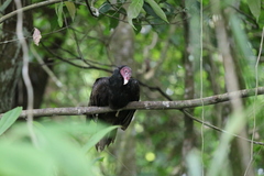 Cathartes aura image