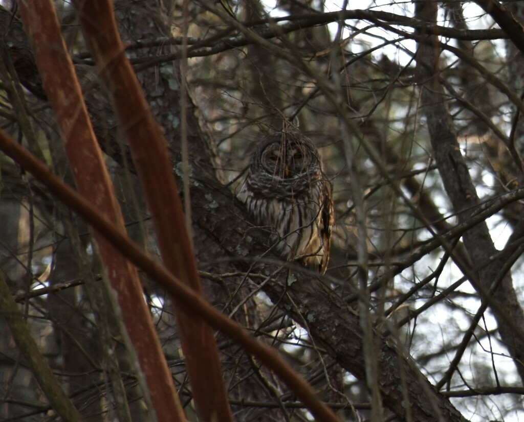 Barred Owl In January 2024 By Pilgrim123 INaturalist   Large 