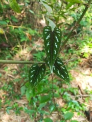 Cissus discolor