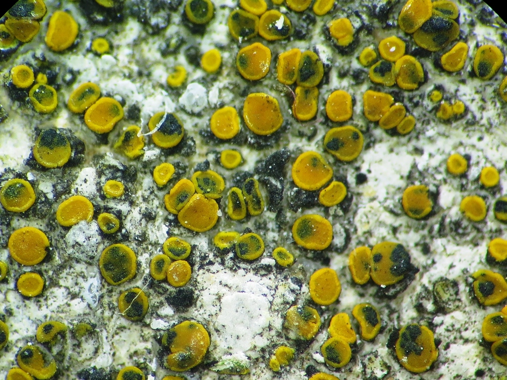 Arthonia molendoi