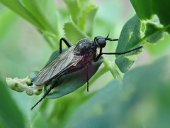 Empidinae
