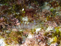 Image of Palaemon serratus