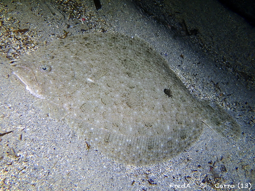 Brill (Scophthalmus rhombus) — Scophthalmidae — 2