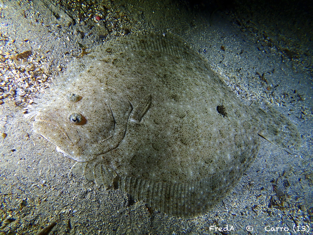 Brill (Scophthalmus rhombus) — Scophthalmidae