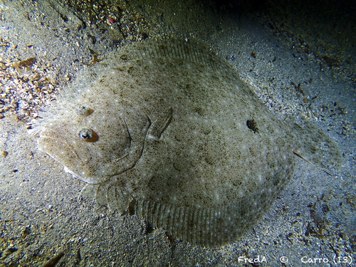 Brill (Scophthalmus rhombus) — Scophthalmidae