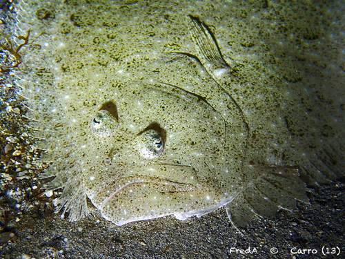Brill (Scophthalmus rhombus) — Scophthalmidae — 3
