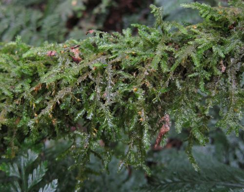 Representative image of Alleniella