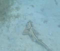 Port Jackson Shark