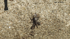 Rhynocoris leucospilus