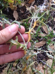 Puccinia lagenophorae