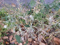 Puccinia lagenophorae