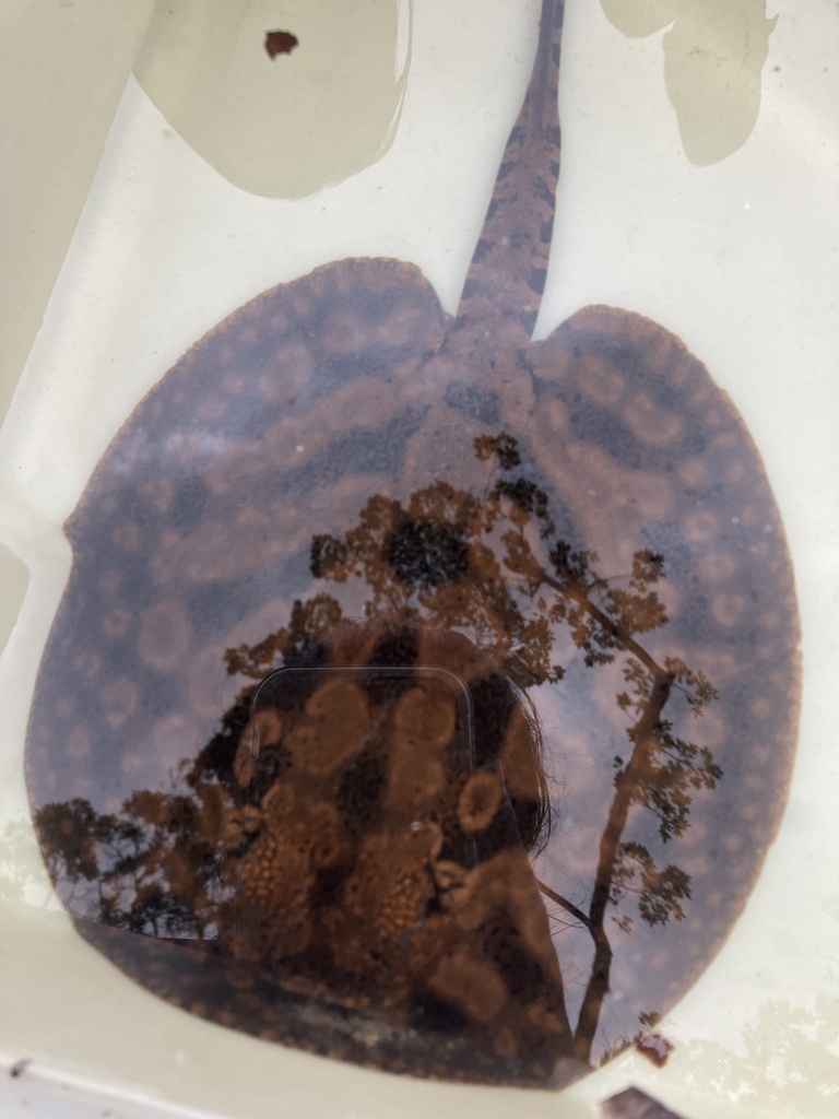 Wallace's Freshwater Stingray