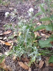 Puccinia lagenophorae