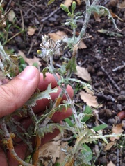 Puccinia lagenophorae