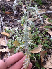 Puccinia lagenophorae