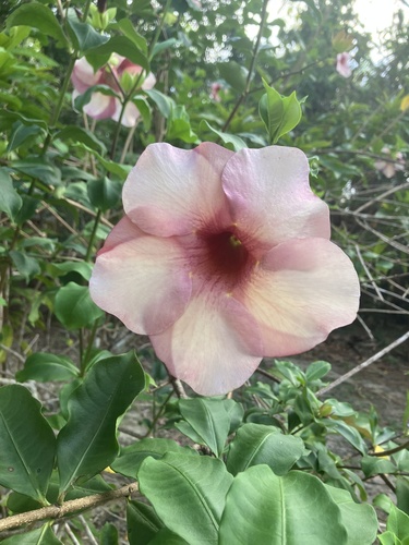 Foto de Alamanda-roxa