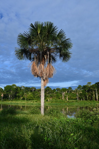 Foto de Buriti