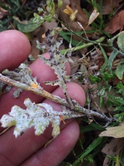 Puccinia lagenophorae