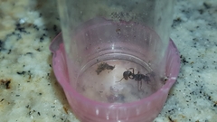 Poneracantha triangularis