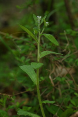 Myosotis macrosperma