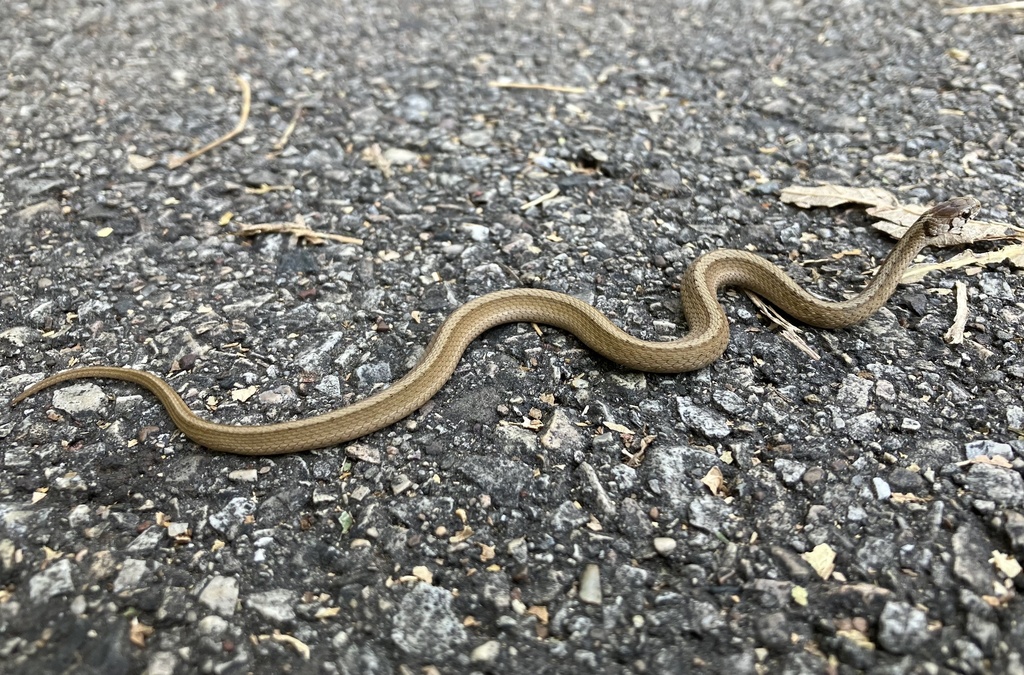 DeKay's Brownsnake in October 2023 by Andrew LF. These guys, along with ...