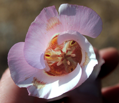 Calochortus venustus
