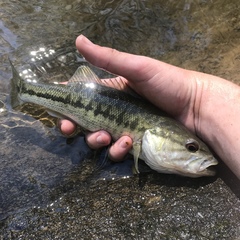 Micropterus coosae