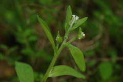 Myosotis macrosperma