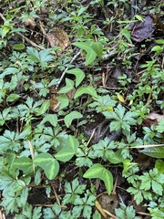 Passiflora apetala image