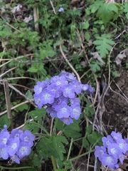 Phacelia bipinnatifida