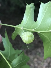 Dryocosmus quercuspalustris