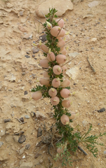 Astragalus spinosus