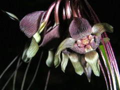 Tacca integrifolia