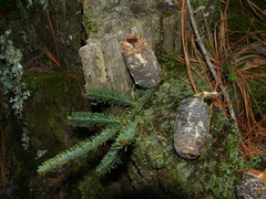 Abies vejarii
