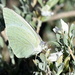 Catopsilia florella - Photo (c) copper, alguns direitos reservados (CC BY-NC), uploaded by copper
