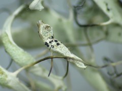Arthonia heterodermiae