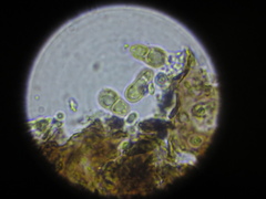 Arthonia heterodermiae