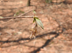 Lonicera praeflorens