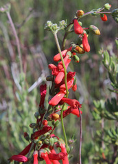 Penstemon centranthifolius